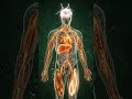 #Anatomy #HumanBody #MedicalAnimation #3DAnatomy #ScienceExplained #BodySystems #HealthEduc