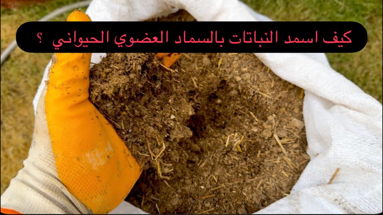 كيف اسمد بالسماد العضوي الحيواني مخلفات الابقار ؟ متى اسمد النباتات ؟ كيف اسمد النباتات ؟ 