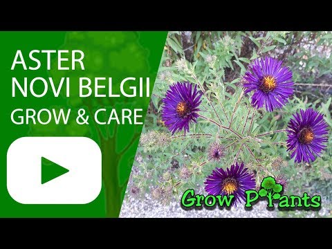 Vídeo: Aster Novo Belga