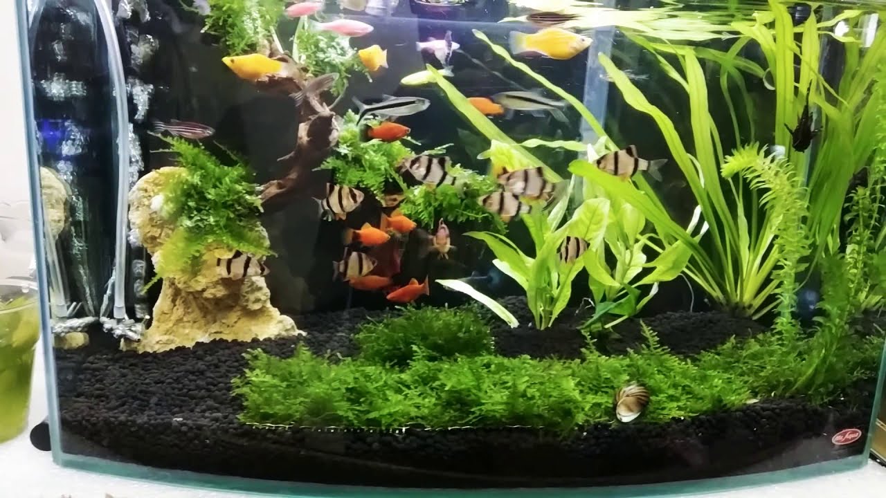 Membuat Aquarium minimalis - YouTube