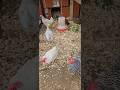 Calm Saturday before the BLIZZARD. #hens #backyardchickens #chickencoop #backyardflock #chickenlife
