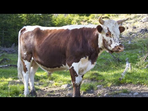 Telemark Cattle | Built Viking Tough