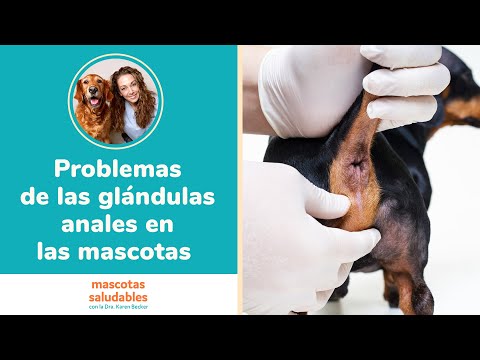 Video: Problemas De Las Glándulas Anales En Perros (y Gatos)