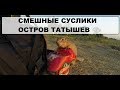 СМЕШНЫЕ СУСЛИКИ кормим животных на острове Татышев