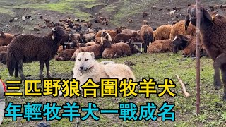 三匹野狼合围牧羊犬，年轻牧羊犬一战成名，成为新犬王，狼猎杀羊牧羊犬被抓住