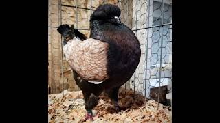 king kabutar 🇮🇳😱🤗🕊️#shorts #viral #tiktok #stutas #shortvideo
