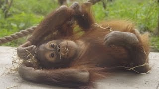 野球ボールで遊ぶオランウータン~orangutan