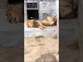 4 Hewan dengan Cara Tidur Paling Aneh!😴🐾
