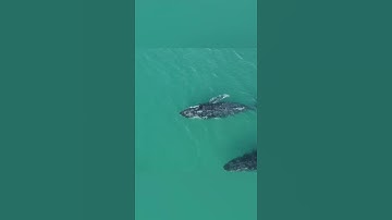 Top 10 Ways Drones are Being Used for Environmental Conservation 1