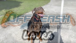 Doberman, 5yo, female, named Sky by Off Leash K9 Training South Florida 53 views 1 year ago 4 minutes, 8 seconds