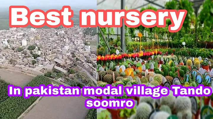 Best nursery in pakistan Sindh modal village Tando soomro #tandosoomro #gardening #fruit