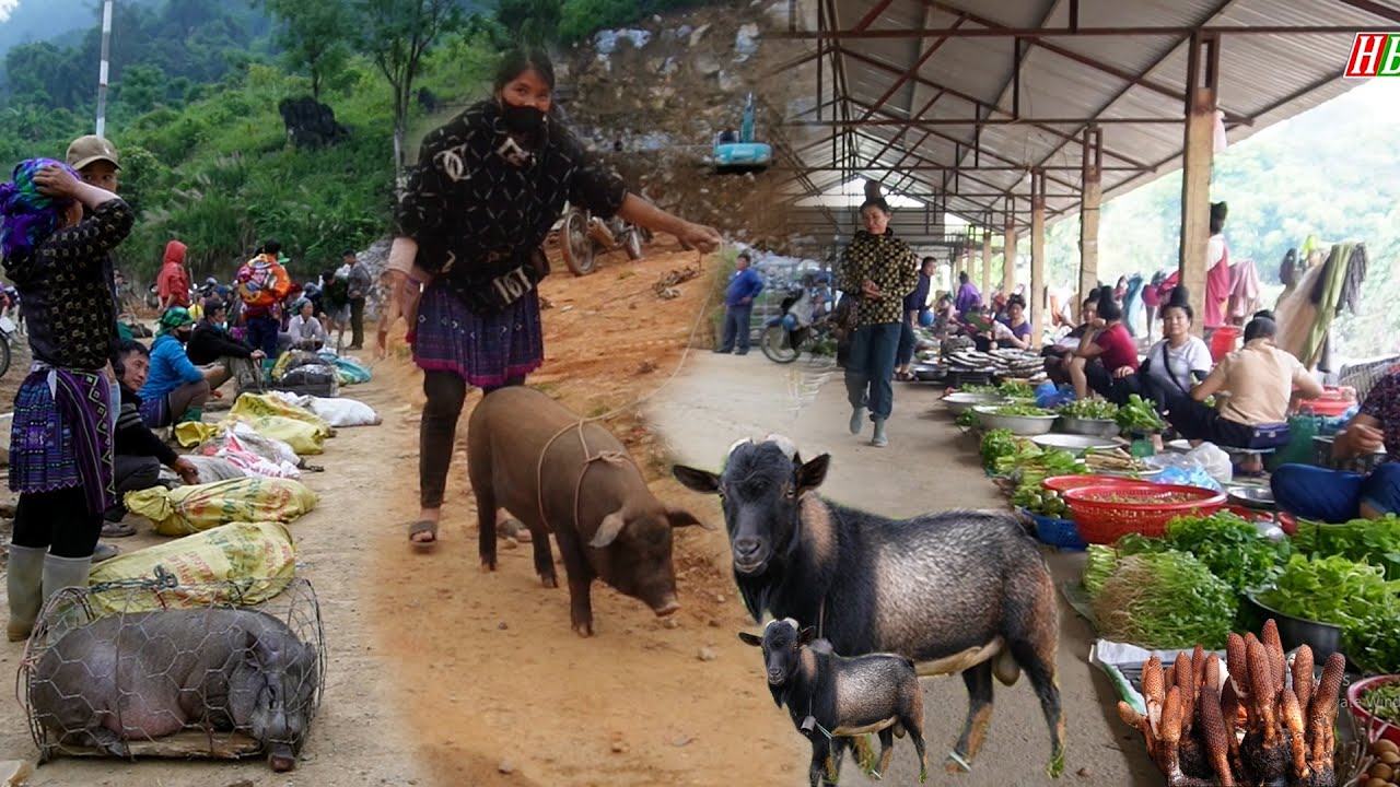 CHỢ PHIÊN CỐC LY CUỐI NĂM | Dê Núi, Lợn Cắp Nách & Ẩm Thực Tây Bắc