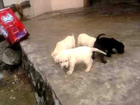 40 days labrador puppies