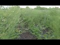 hmoob me kas ua teb asparagus 6/1/22