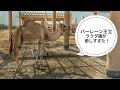 Bahrain Royal Camel Farm バーレーン王立ラクダ園が癒し！！