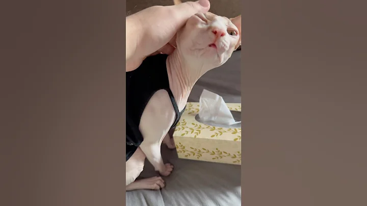 Watch the video about Mingwei must have a cold 🤧 | Hairless cat gets scolded for eating tissues 🥺#hairlesscats