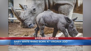 Southern White Rhinoceros Baby Is First Ever Born At Virginia Zoo In Norfolk