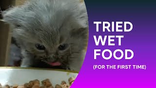 ONE MONTH OLD KITTEN TRIED WET FOOD  (FOR THE FIRST TIME ! )