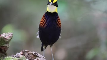 Bird Malayan Banded Pitta   (Hydrornis irena) Bukit Wang Malaysia 4K