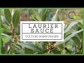 Le laurier sauce un bel arbuste incontournable en cuisine laurus lauriersauce vegetosphere