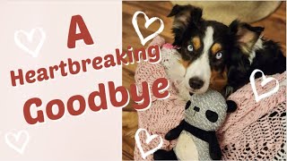 Saying Goodbye to Aspen - The Heartbreak of Losing a Dog Suddenly by Animal Scholar 2,192 views 1 year ago 19 minutes