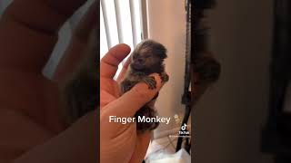 Tiniest finger monkey ever TikTok by smokelinebullies
