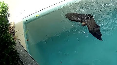 Rescuing a flying-fox in a pool enclosure:  this is Montpelier