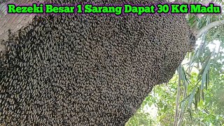 Panen Madu Terbesar 1 Sarang Real 30 KG #lebah #madu #hutan #alam #panenmadu #maduhutan