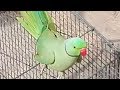 Pakistani Green Talking Parrot Speaking Urdu