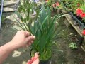 アガパンサスの育て方