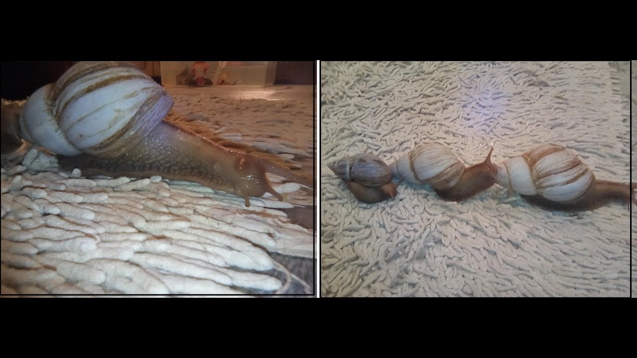 Самая огромная улитка из моих. Измеряем размеры. Ахатины