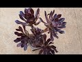 How to propagate aeonium zwartkop  winter garden basics