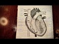 رسم القلب تشريح قلب الإنسان للصف الخامس العلمي الفصل الخامس