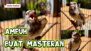 BLACKTHROAT GACOR || Ampuh Buat Masteran