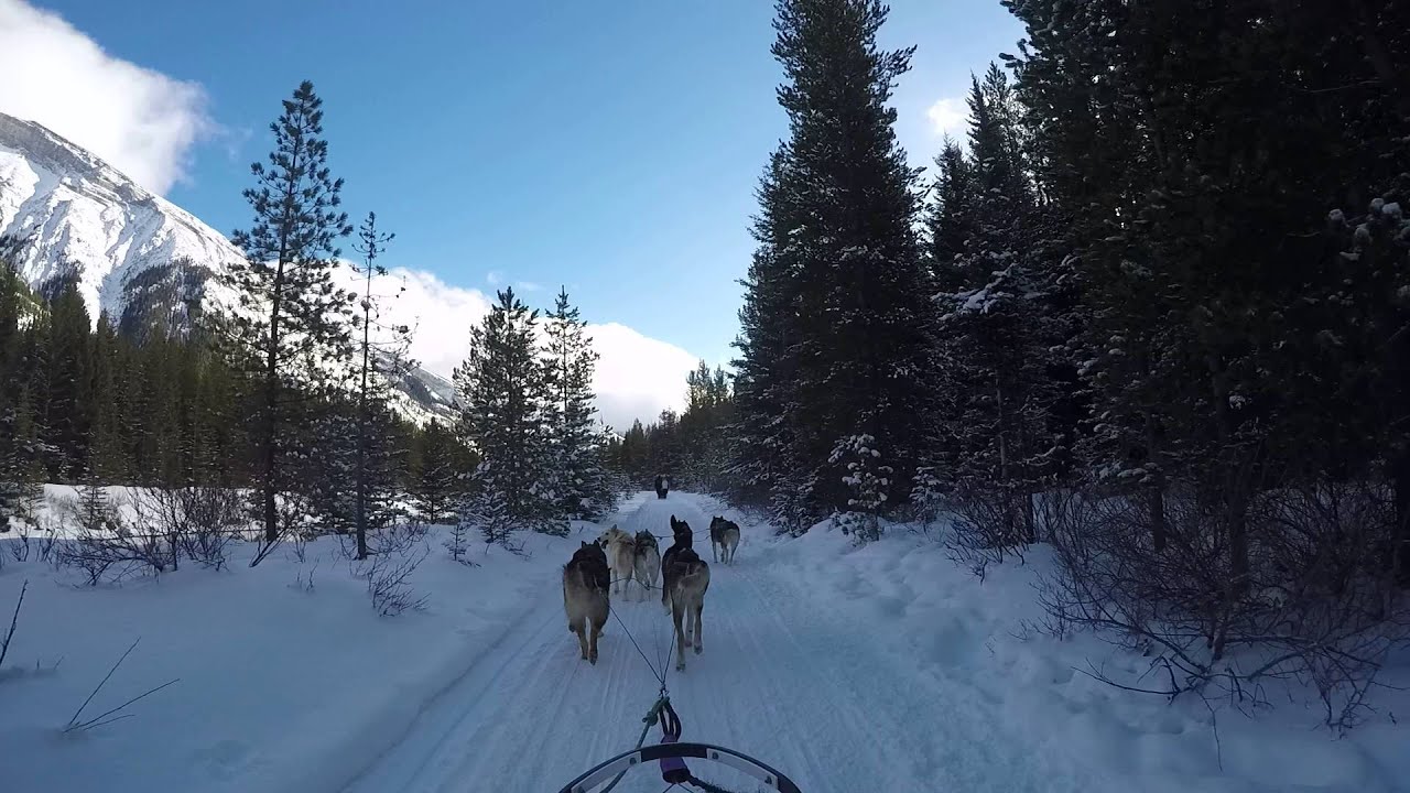 Dog sledding snowy owl canmore alberta youtube