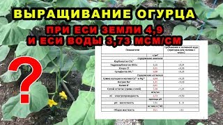 Выращивание огурца при Еси земли 4,9 и Еси воды 3,73 мСм/см