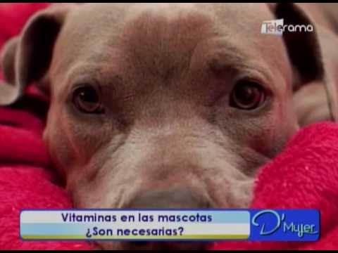 Vitaminas en las mascotas ¿Son necesarias?