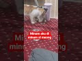 meong itu kan minum aku #viral #shortvideo #funny #ytshorts #viral #video #viralvideo