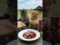 Cats Cooking Their Favourites Canned Fish 🐬🦈 #funnycatvideos #cannedmackerel #cannedfish