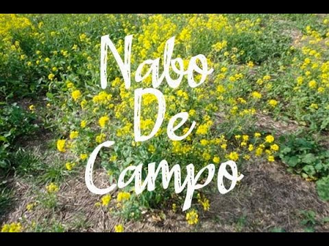 Video: Planta Nabos En El Jardín, No Te Arrepentirás