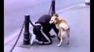 Собака имеет алкаша Собака имеет алкаша