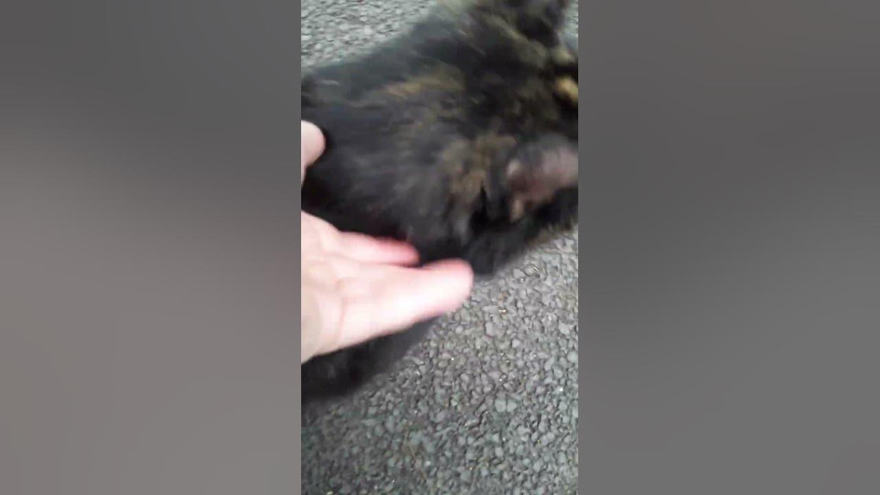 Котик (1) - YouTube