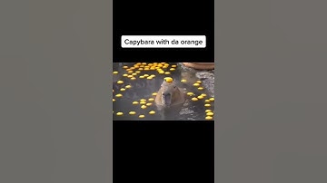 capybara with da orange #shorts #tiktok #capybara #edit #viral