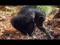 番外編 チンパンジーさんの様子をお届け【番外編】【よこはま動物園ズーラシア】