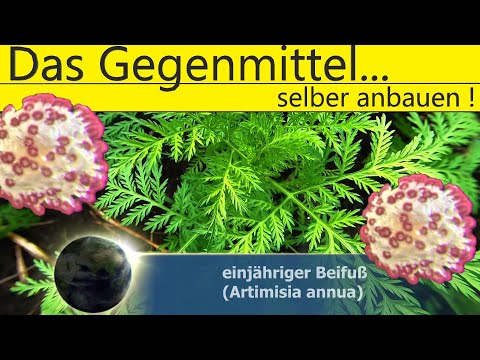 Video: Wann Andorn ernten?