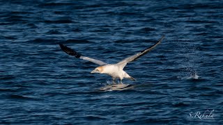 Australasian Gannet's failed attempt diving for fish