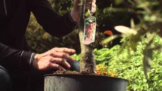 Hoe Plant En Snoei Je Een Malus Of Sierappelaar?