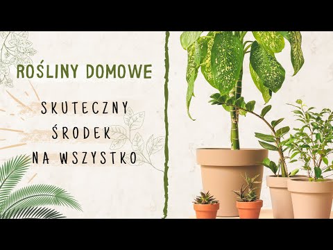 Rosliny domowe: JEDEN SKUTECZNY ŚRODEK NA WSZYSTKO