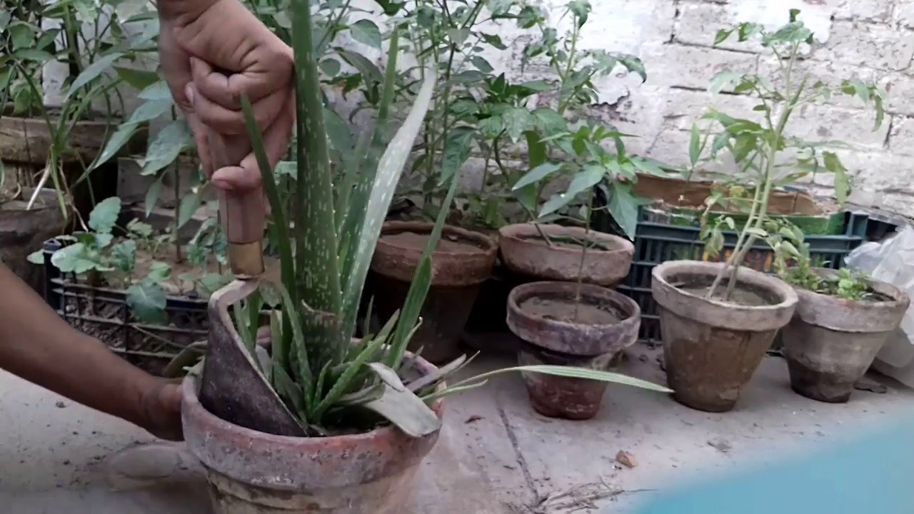 How To Grow Aloe Vera In Urdu Youtube