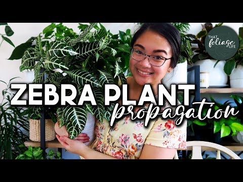 How to Propagate a Zebra Plant (Aphelandra Squarrosa)